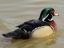American Wood Duck (WWT Slimbridge March 2012) - pic by Nigel Key